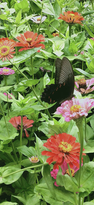 秦岭避暑圣地——西安太平峪和三桥峪