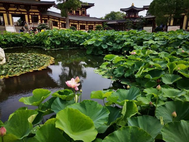 东林寺旅行图片 3