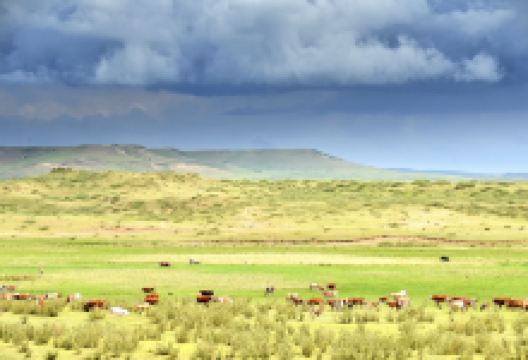 白音锡勒牧场景区景点图片