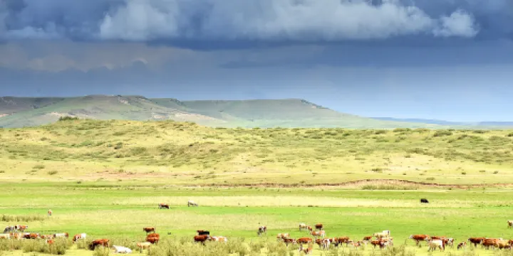 白音錫勒牧場景區