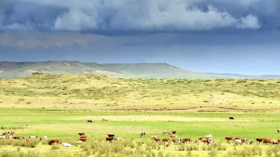 白音錫勒牧場景區