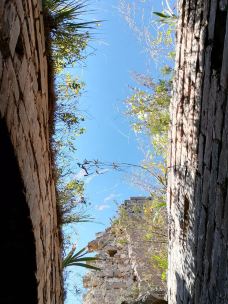 乌龙沟长城-涞源-大松树叶子