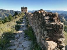 乌龙沟长城-涞源-大松树叶子