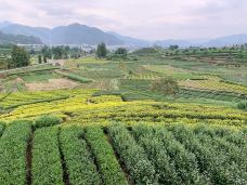 大木山茶园景区-松阳-电梯泰斗