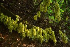 天鹿湖森林公园-广州-程途镜遇