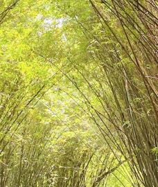 杭州西湖风景名胜区杭州花圃-杭州-tt梦幻小妖