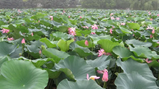 白鶴公園