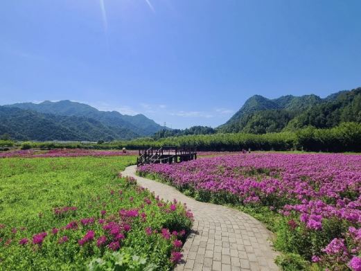 金水湾花海