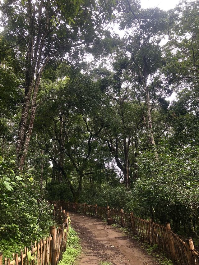 景迈千年万亩古茶园旅行图片 4