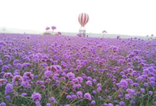 庆阳普罗旺斯薰衣草庄园景点图片