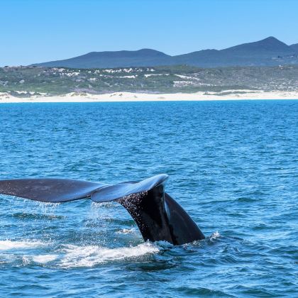 南非+太阳城+匹林斯堡国家公园+赫曼努斯游船观鲸10日7晚跟团游