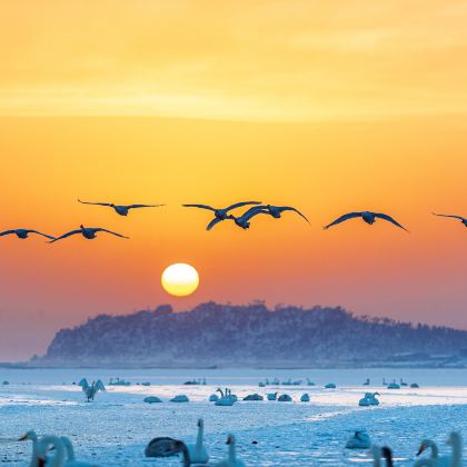 陕州地坑院+三门峡天鹅湖旅游度假区+少林寺+龙门石窟2日1晚私家团