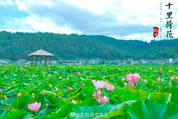 在腾冲香气四溢的荷塘,寻找盛夏的出口