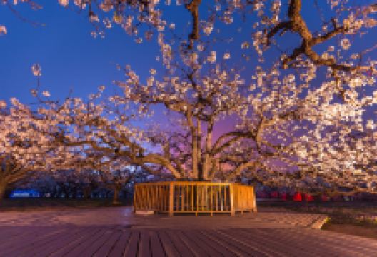 砀山梨树王风景区景点图片
