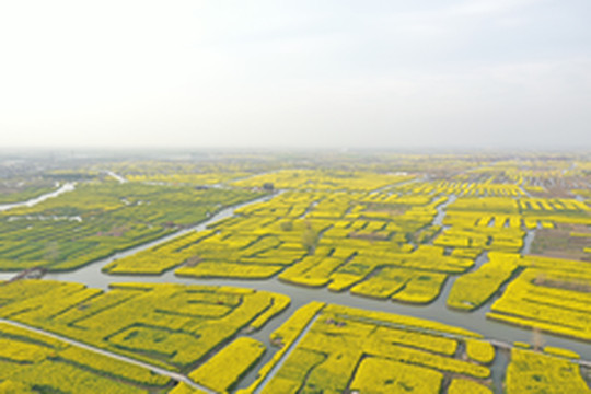 兴化游记图片] 古有烟花三月下扬州，现时自驾无锡泰州追花游