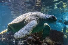 新英格兰水族馆-波士顿