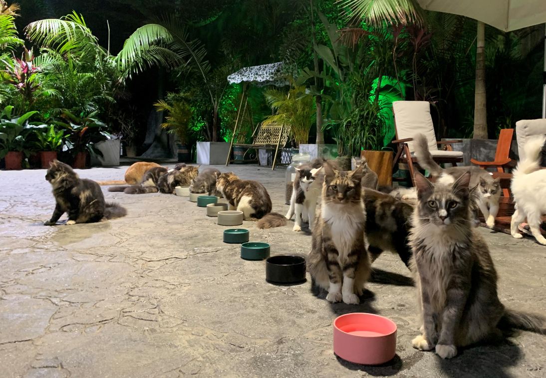 三亚猫猫岛