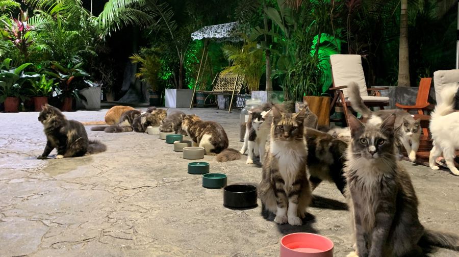 三亚猫猫岛