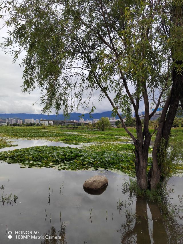 洱海月湿地公园旅行图片 5