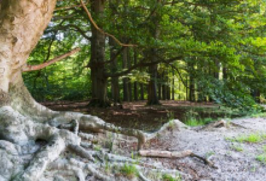 Utrechtse Heuvelrug国家公园景点图片