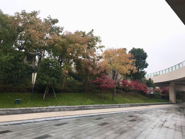 九棵树艺术公园旅行图片 2
