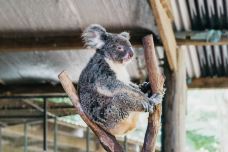 库兰达考拉花园-库兰达-🎀 张珍🐾