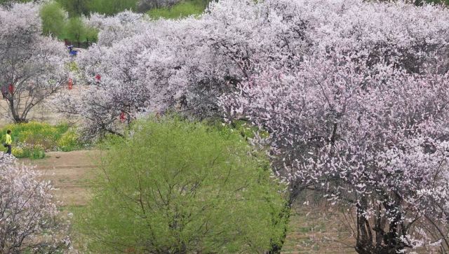 嘎拉桃花源旅行图片 3