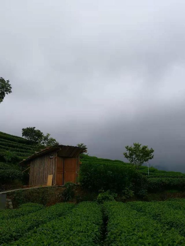 布央茶山旅游区旅行图片 7