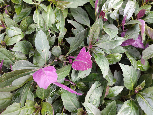 紫背菜,到底是营养丰富还是有毒素