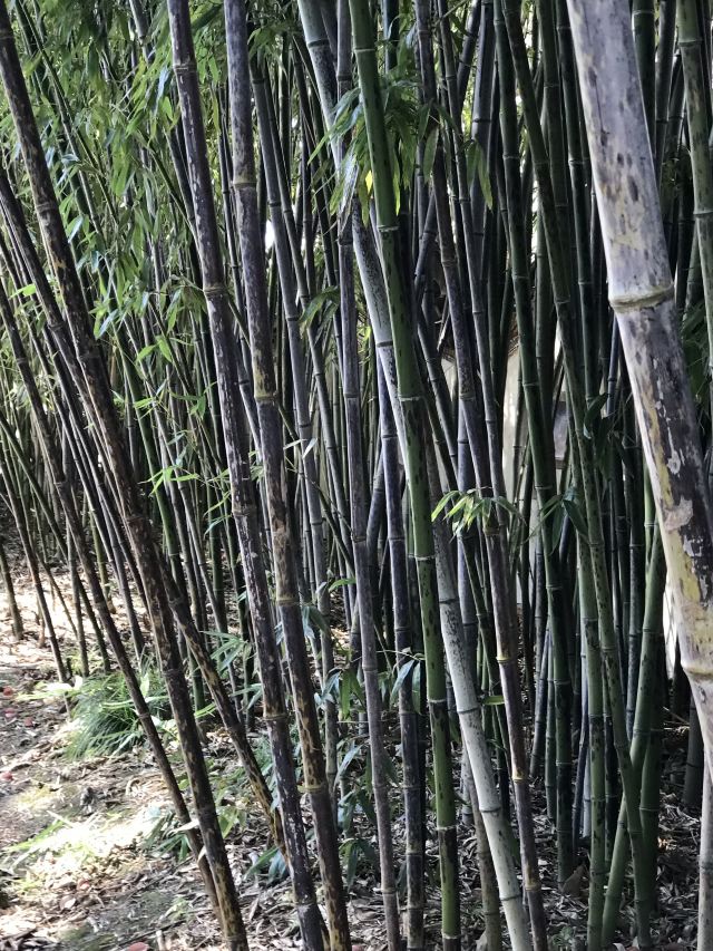 莘庄公园旅行图片 2