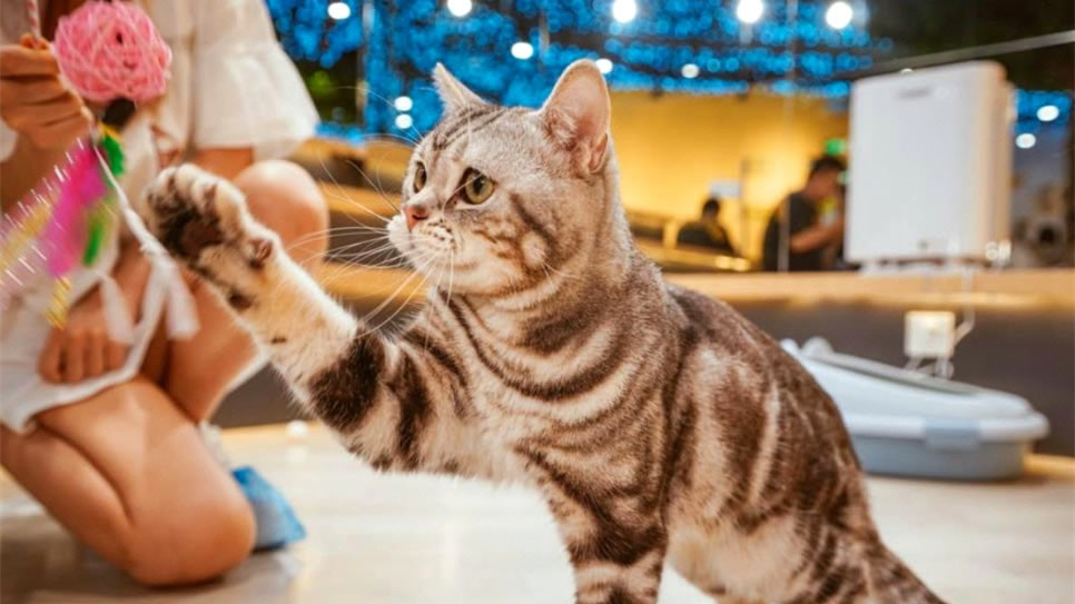 猫咪博物馆(城中万达店)