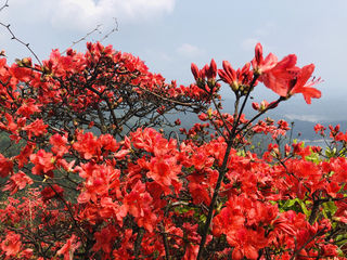 广州徒步、广州赏花、从化十登、通天蜡烛峰漫山遍野的杜鹃花盛开了，怎么拍怎么美。