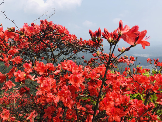 广州徒步、广州赏花、从化十登、通天蜡烛峰漫山遍野的杜鹃花盛开了，怎么拍怎么美。