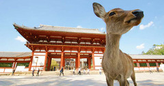 奈良游记图片] 发现奈良别样魅力景点