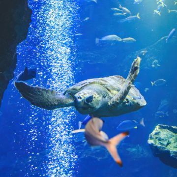 日本东京2日1晚跟团游