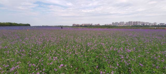 通辽薰衣草庄园旅行图片 7