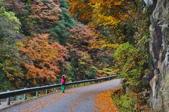 光雾山游记图片] 四川最佳赏红叶之地，媲美九寨沟风景，被誉为亚洲最长的天然红毯