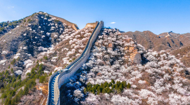 桃花春色暖先开|探春|八达岭|颐和园