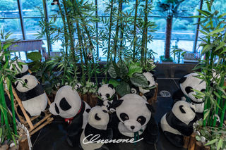 草长莺飞，待你归家（成都新希望高新皇冠假日酒店体验）