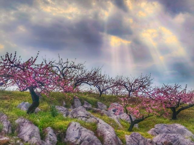 下廊村桃花溪风景区旅行图片 2