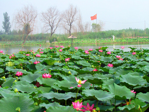 河北旅游：白洋淀一日行散记（图）