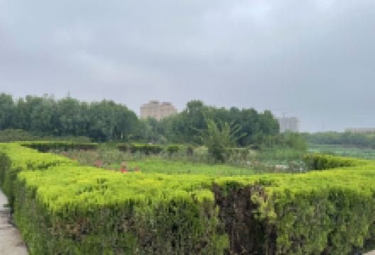 邱县盛水湖公园景点图片