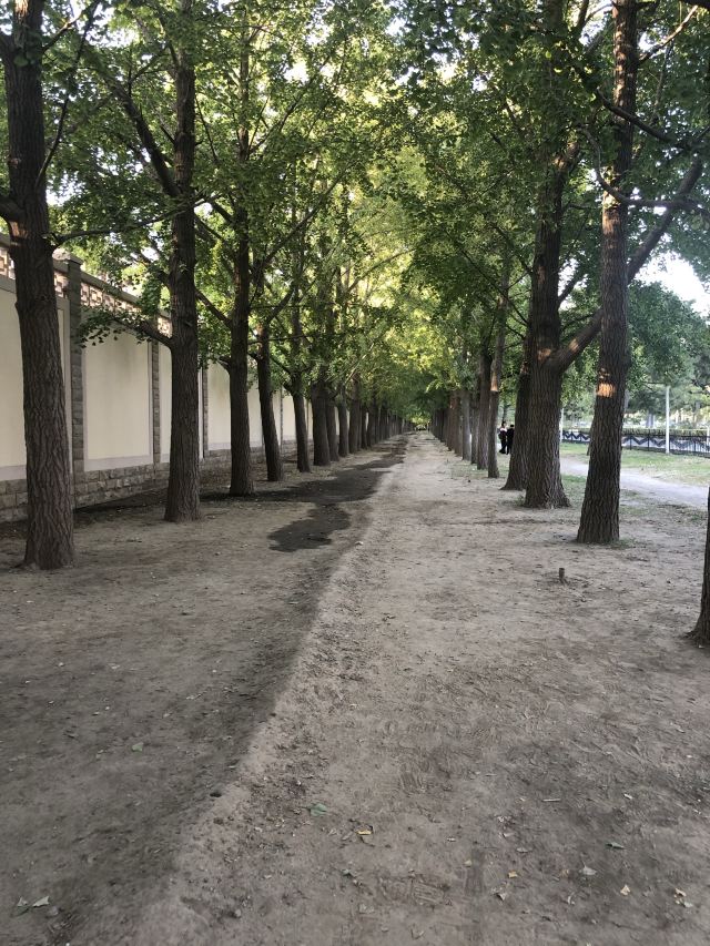 玉渊潭公园钓鱼台银杏大道旅行图片 3