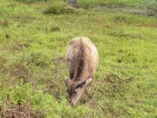 渔寮风景区-苍南-唏哩呼噜小猪猪