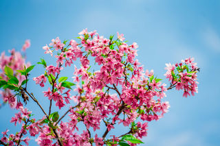 浪漫唯美樱花 一组 （2022年03月18日 摄于从化天适樱花悠乐园）