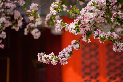 北京赏海棠花