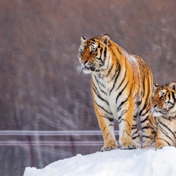 哈尔滨+牡丹江+虎林+饶河+抚远+双鸭山+伊春+黑河+漠河12日11晚跟团游