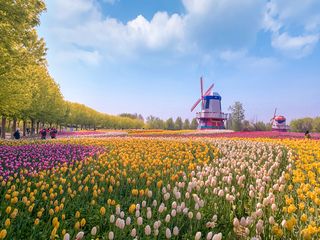 11万平米郁金香花海,北京国际鲜花港为你打开人间四月天