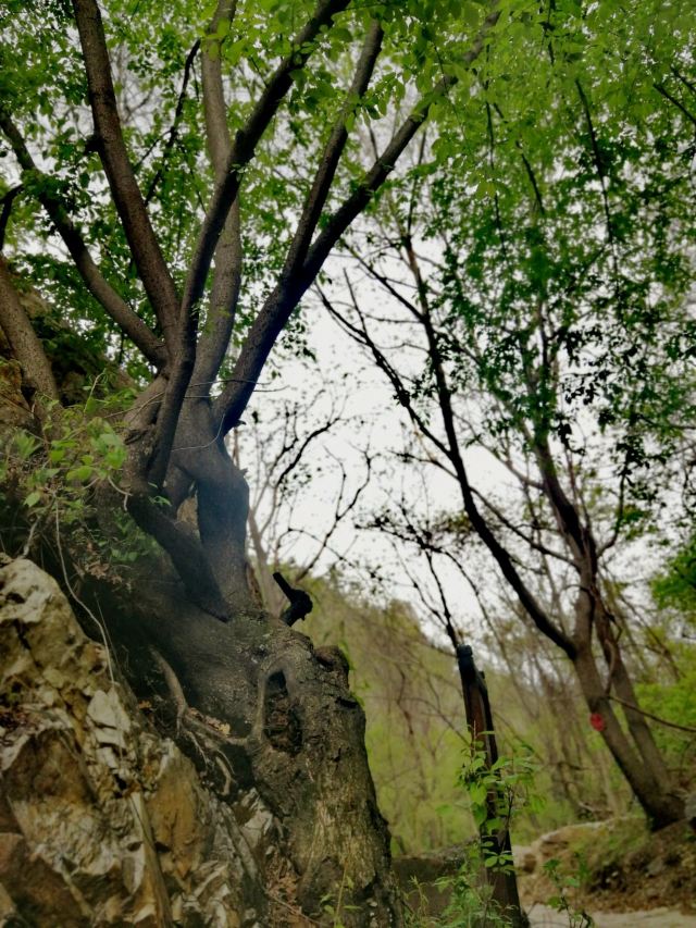 核伙沟森林公园旅行图片 8