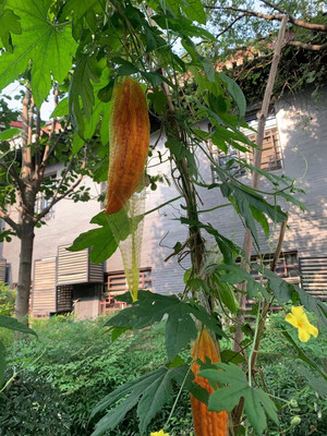 陕南最美旅游景区—诸葛古镇